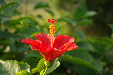 扶桑花|扶桑花(扶桑花):形態特徵,生長習性,地理分布,主要品種,。